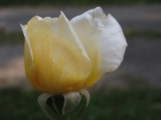 'Harprior' rose photo