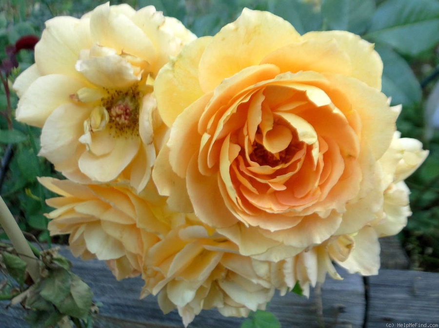 'Eureka ™ (floribunda, Kordes 2002)' rose photo