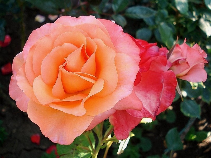 'Julie Cussons' rose photo