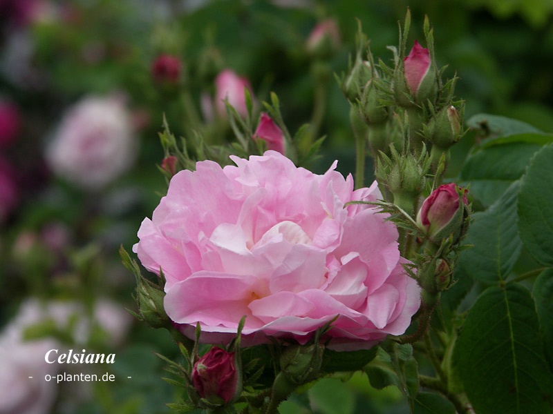 'Celsiana' rose photo