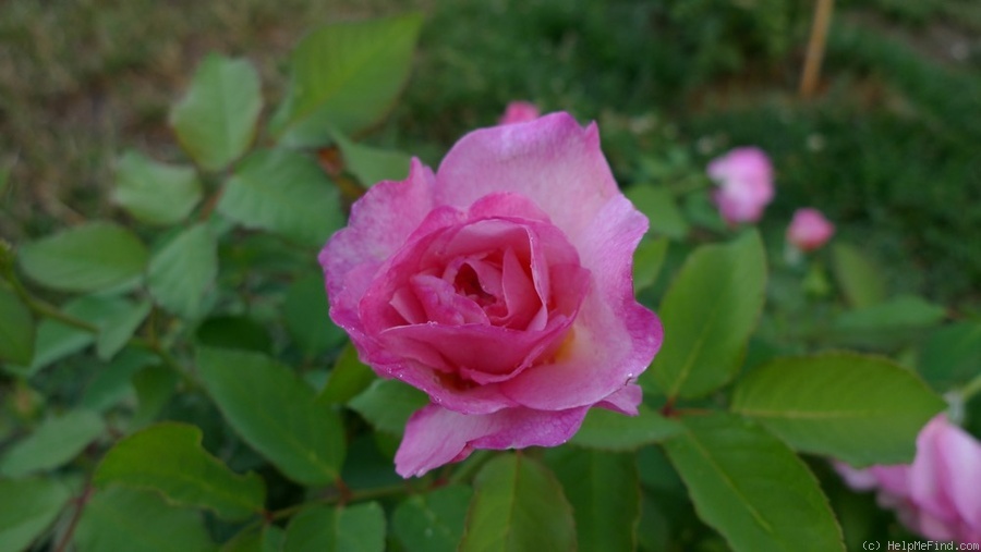 'Gruss an Aachen (Hybrid Tea, Hinner, 1909)' rose photo