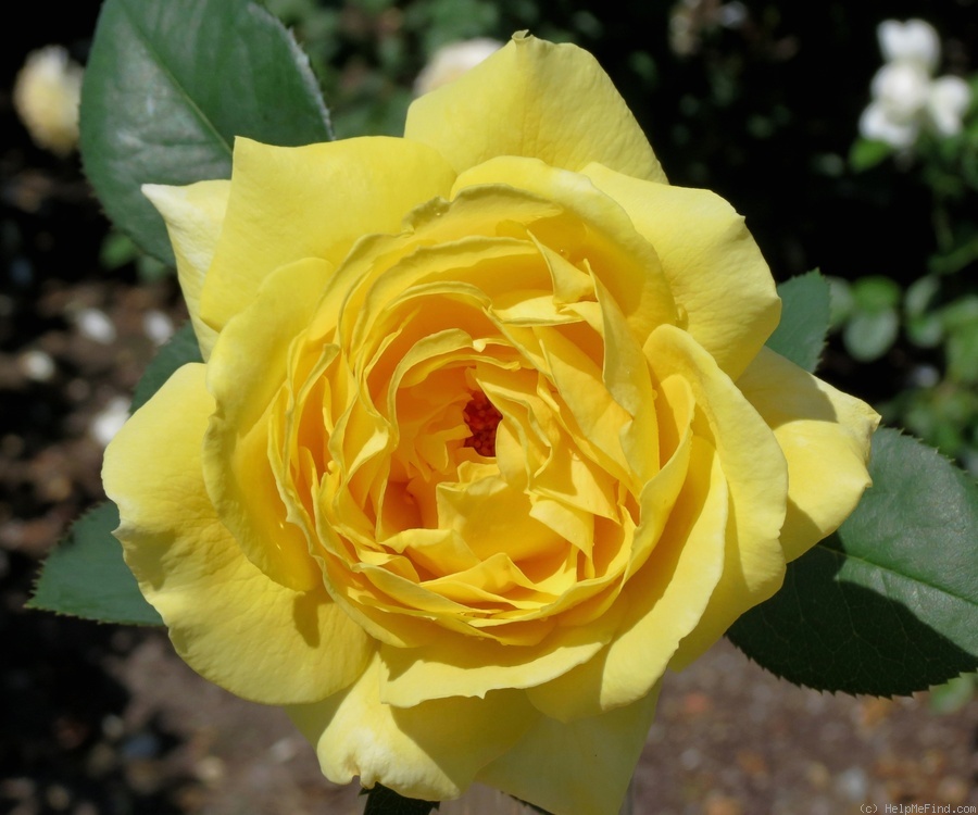 'Mellow Yellow ™ (hybrid tea, Carruth 2000)' rose photo