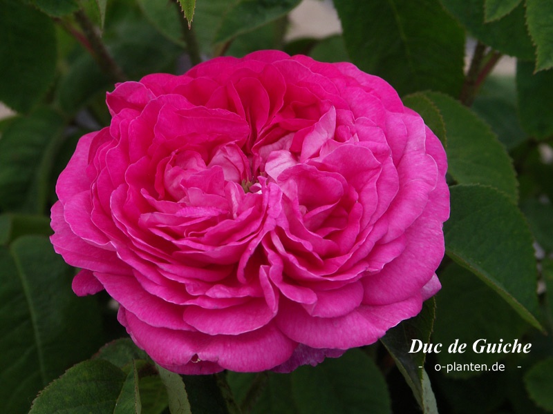 'Duc de Guiche' rose photo