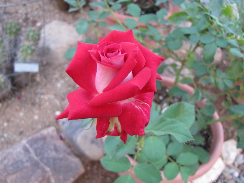 'Michael (mini-flora, Williams 2014)' rose photo