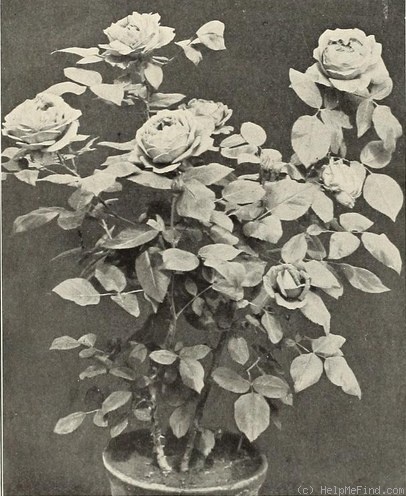 'Urania (hybrid perpetual, Walsh, 1903)' rose photo