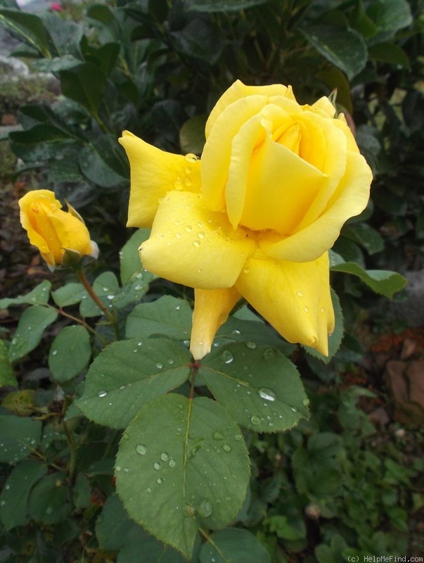 'Golden Giant' rose photo