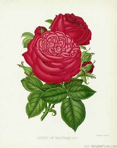 'Queen of Waltham' rose photo