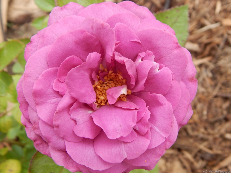 'Plum Perfect ™' rose photo