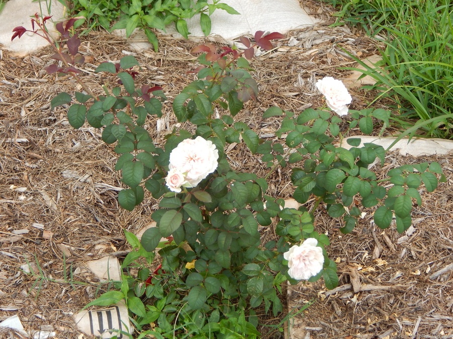'Tranquility ™ (shrub, Clements 2004)' rose photo