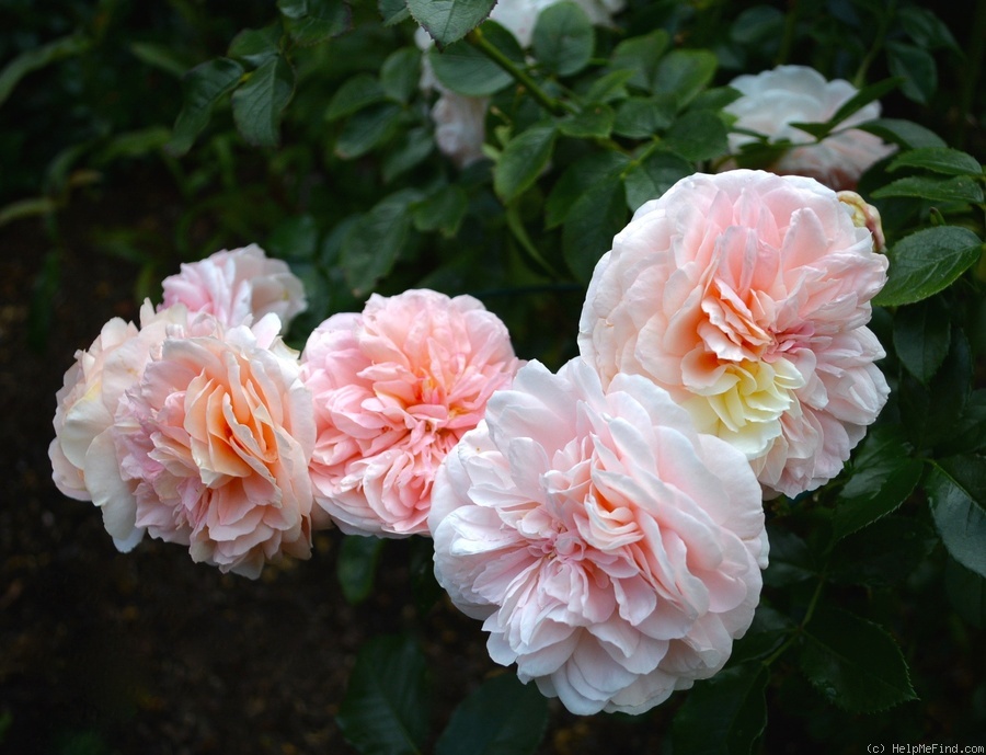 'Floral Fairy Tale' rose photo