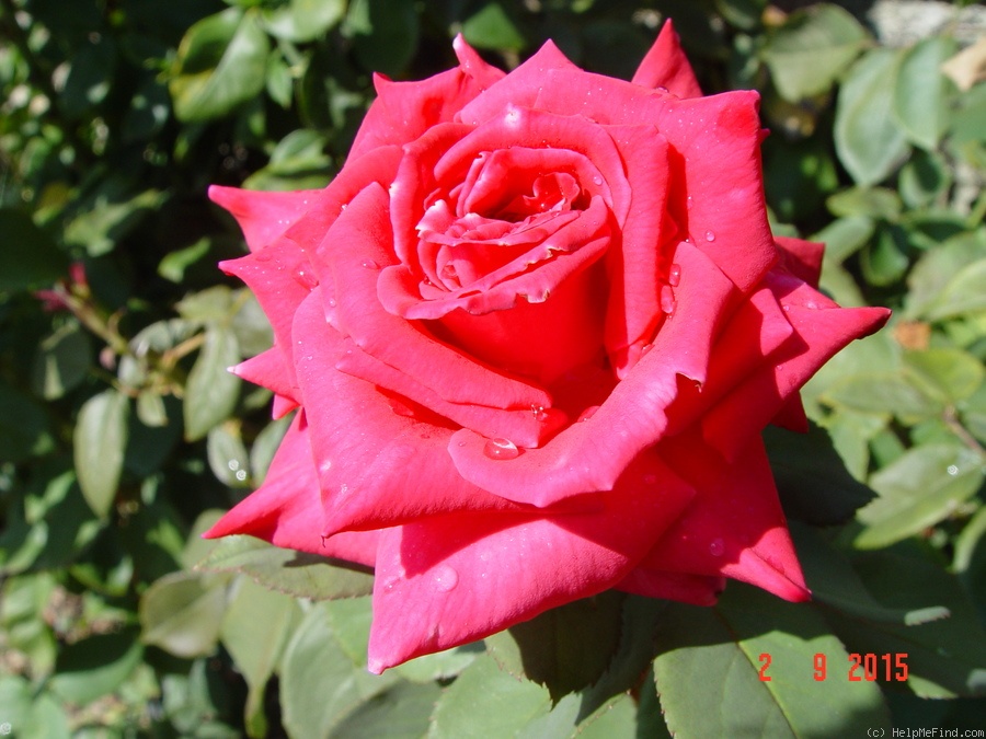 'Lolita Lempicka ®' rose photo