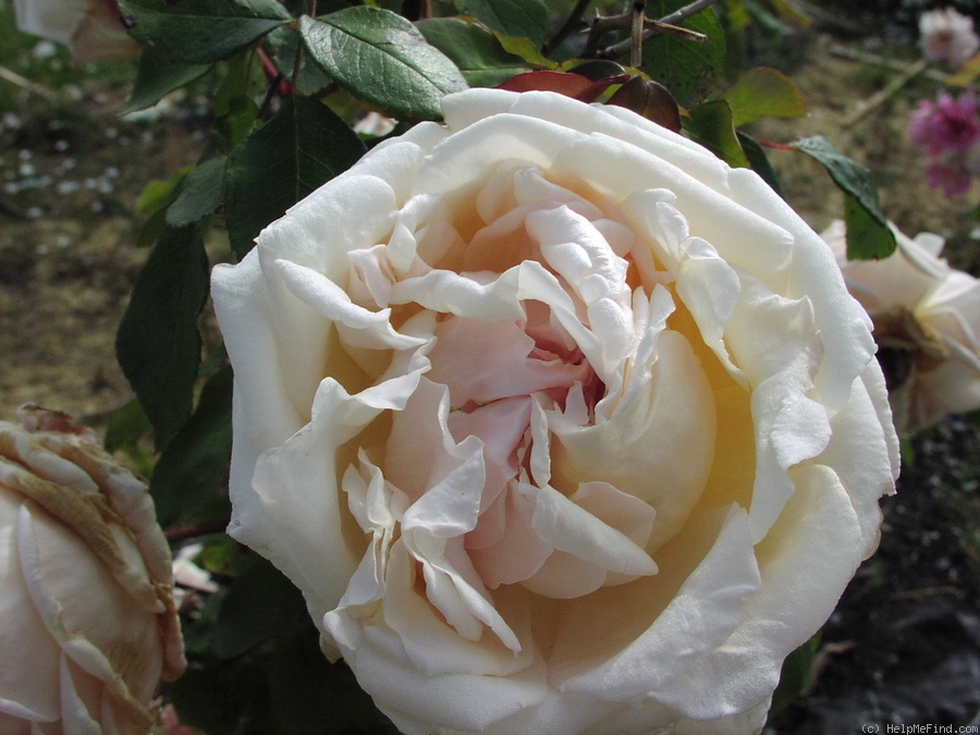 'Madame de Tartas' rose photo