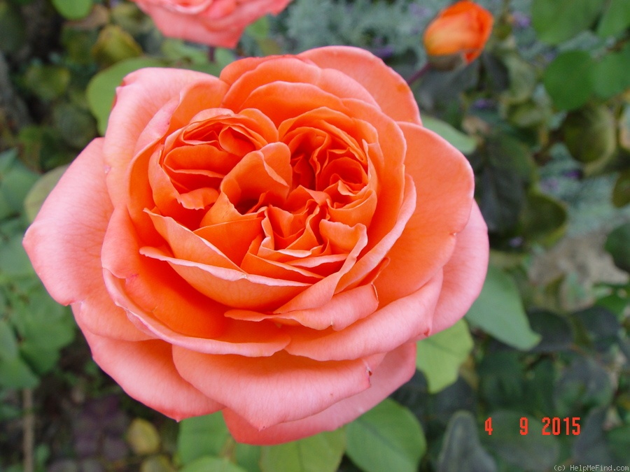 'René Goscinny ®' rose photo