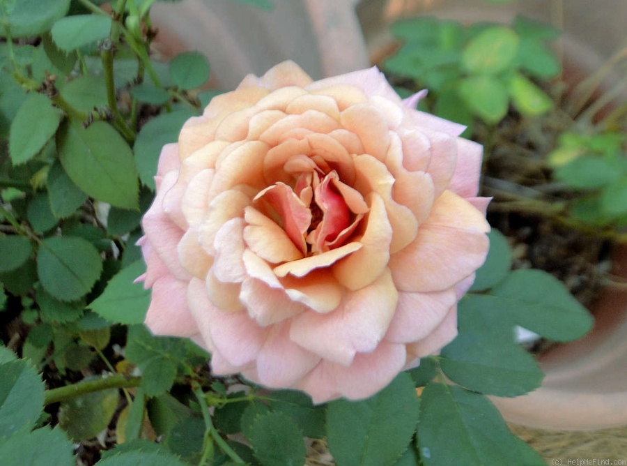 'Tom Brown' rose photo