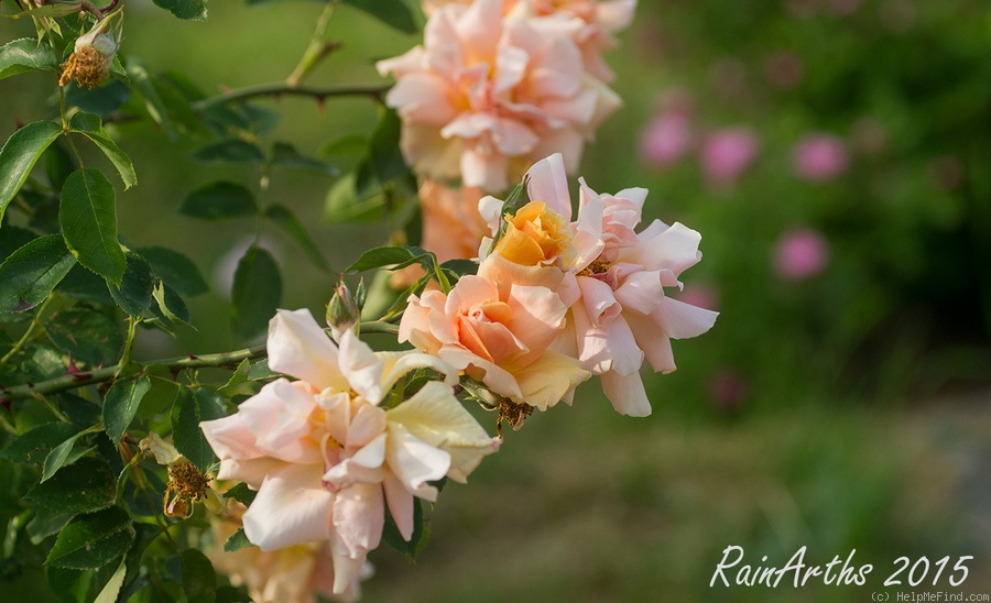 'Orange Everglow' rose photo