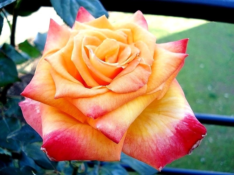 'Raymond Kopa ®' rose photo