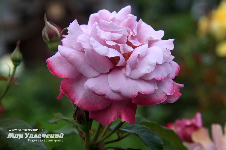 'Ametista ®' rose photo