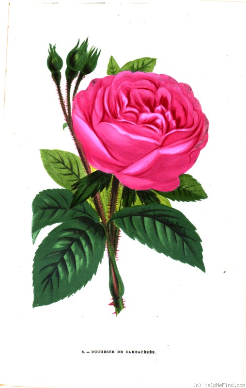 'Duchesse de Cambacérès' rose photo