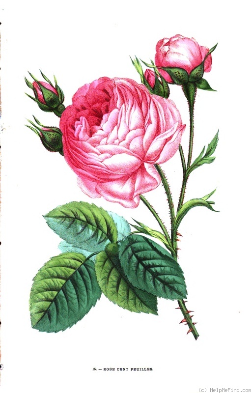 'Centifolia' rose photo