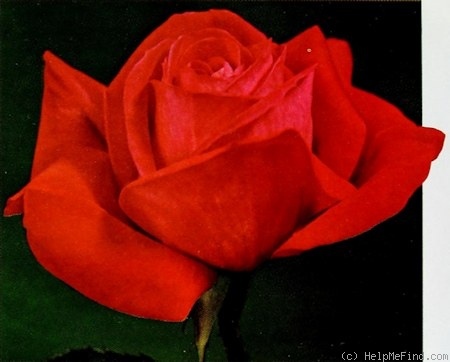 'Crimson Duke' rose photo