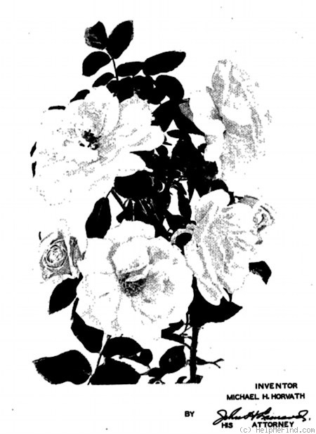 'Mercurius' rose photo