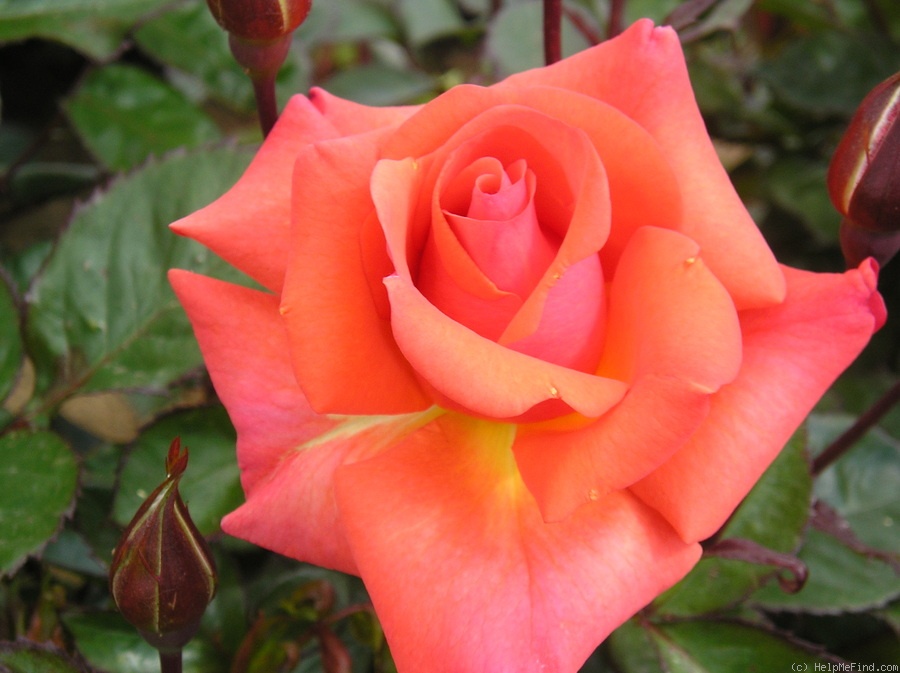'Edward's Rose (Floribunda, Smith, Before 2008)' rose photo