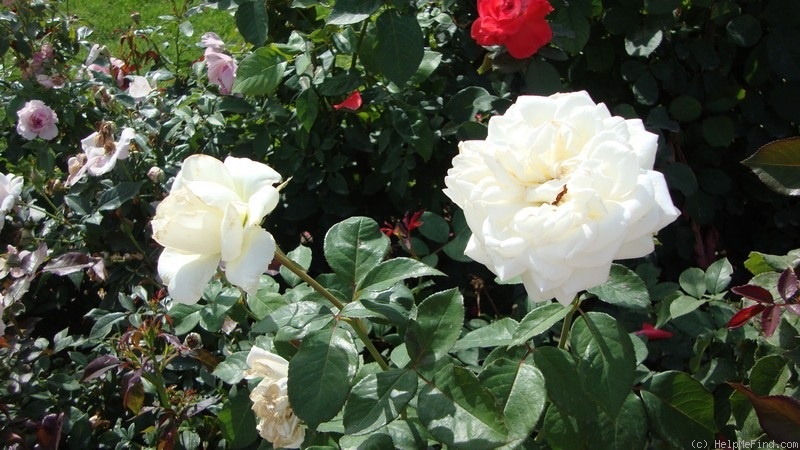 'Karen Blixen ™' rose photo