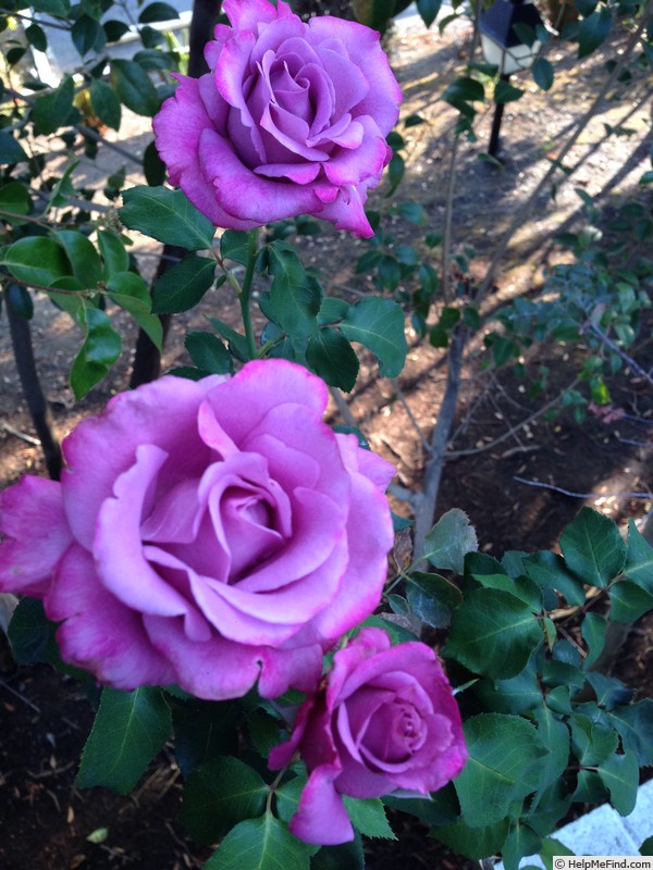 'Angel Face, Cl. (cl. floribunda, Haight 1981)' rose photo