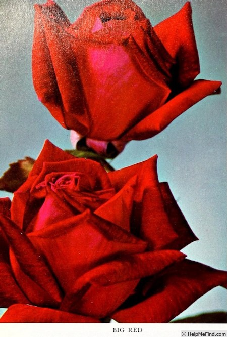 'Big Red (hybrid tea, Meilland, 1967)' rose photo