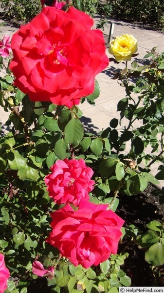 'Comanche' rose photo