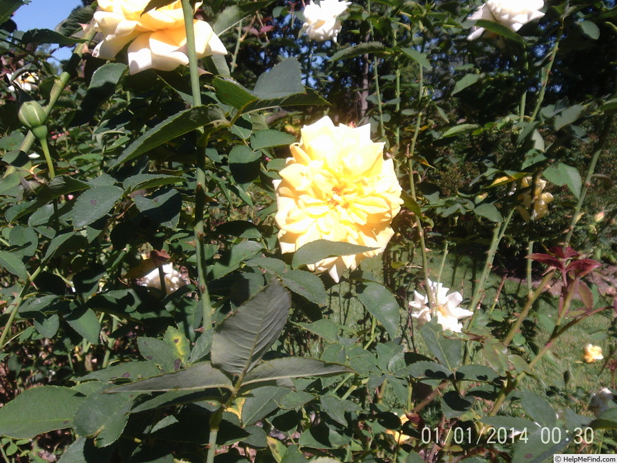 'Conrad Hilton' rose photo