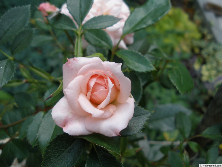 'Cécile Brunner' rose photo