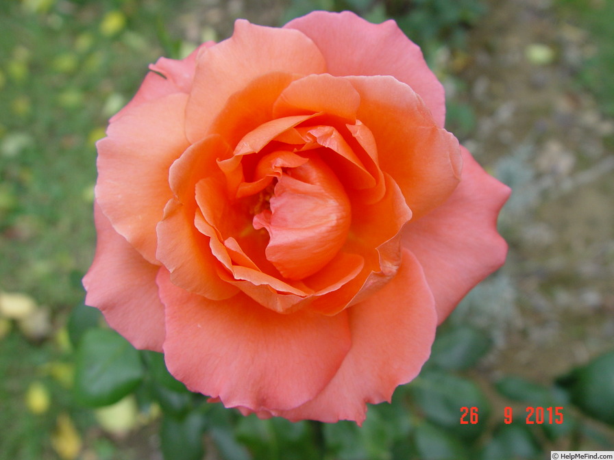 'Ave Maria ® (hybrid tea, Kordes, 1981)' rose photo