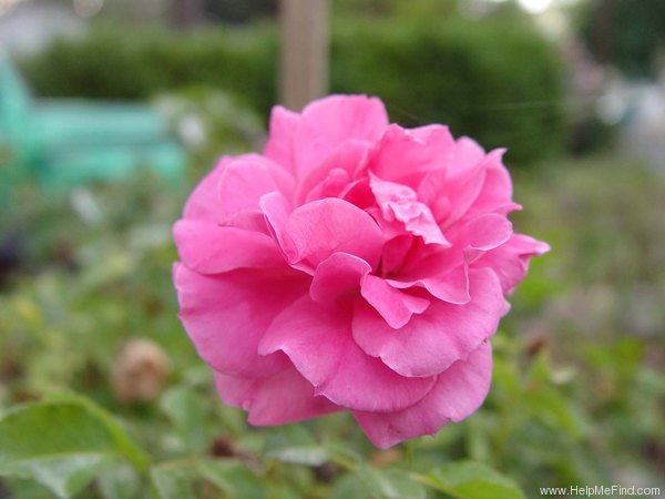 'Elisio' rose photo