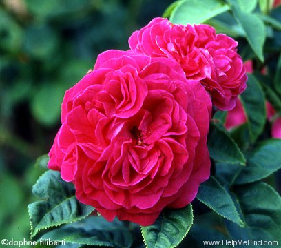 'Countess of Oxford' rose photo