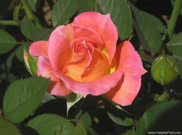 'Dr. Michael Noble ™' rose photo