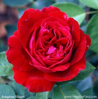 'Marie Louise Pernet' rose photo