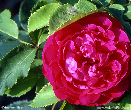 'Star of Waltham' rose photo