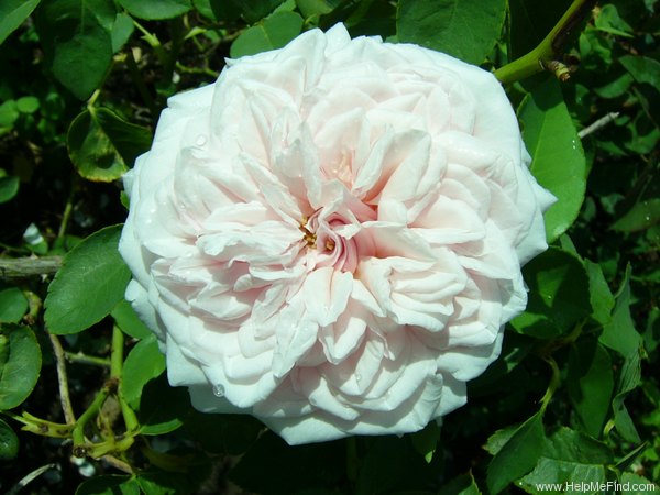 'Souvenir de la Malmaison, Cl.' rose photo