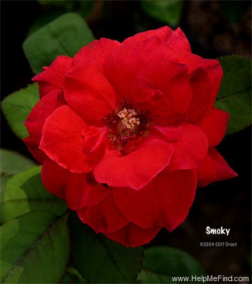 'Smoky' rose photo