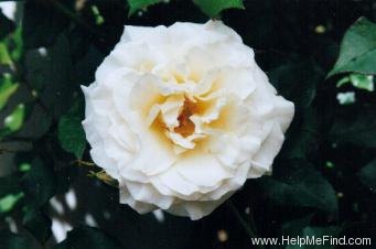 'Avalanche (floribunda, Warriner, 1987/91)' rose photo