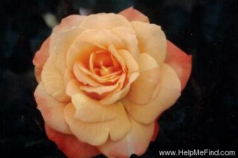 'Honey Child (floribunda, Ilsink, 1999)' rose photo