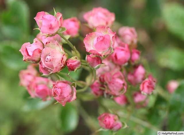 'Suse' rose photo
