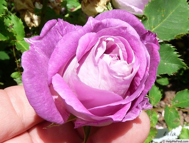 'Edith (shrub, Schade 2012)' rose photo