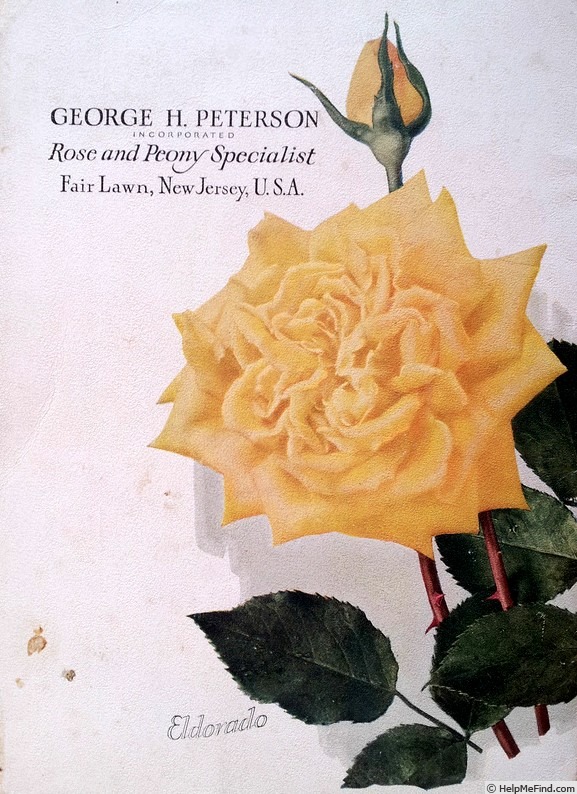 'Eldorado (hybrid tea, Howard & Smith, 1923)' rose photo