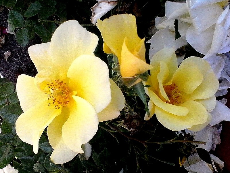 'Liane Foly ®' rose photo