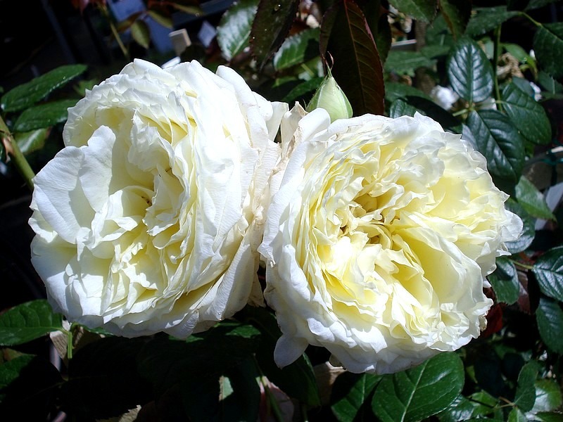 'L'Alcazar ®' rose photo