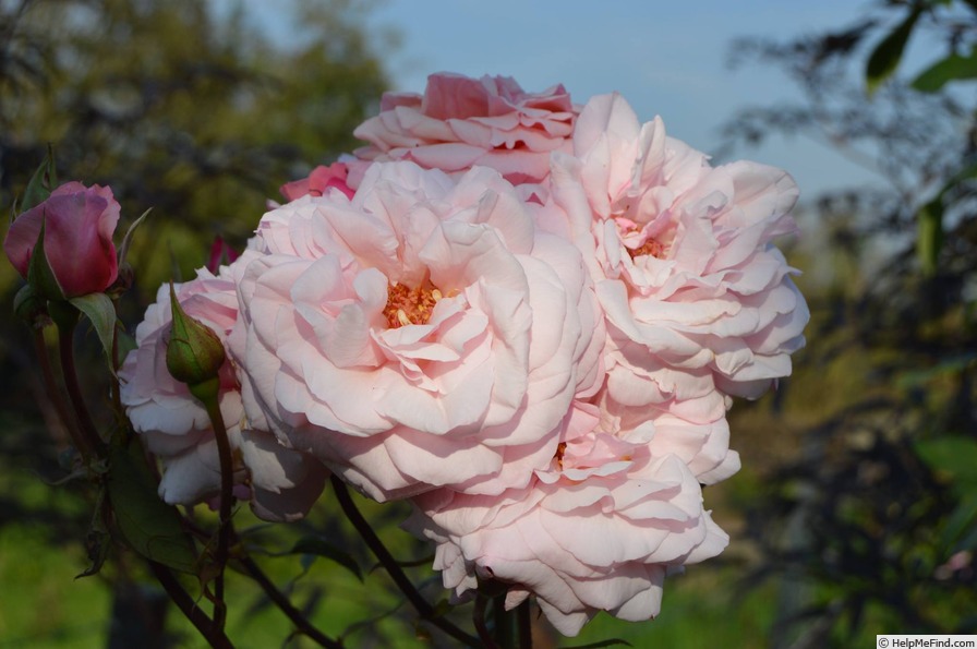 'Rosie Lowing' rose photo