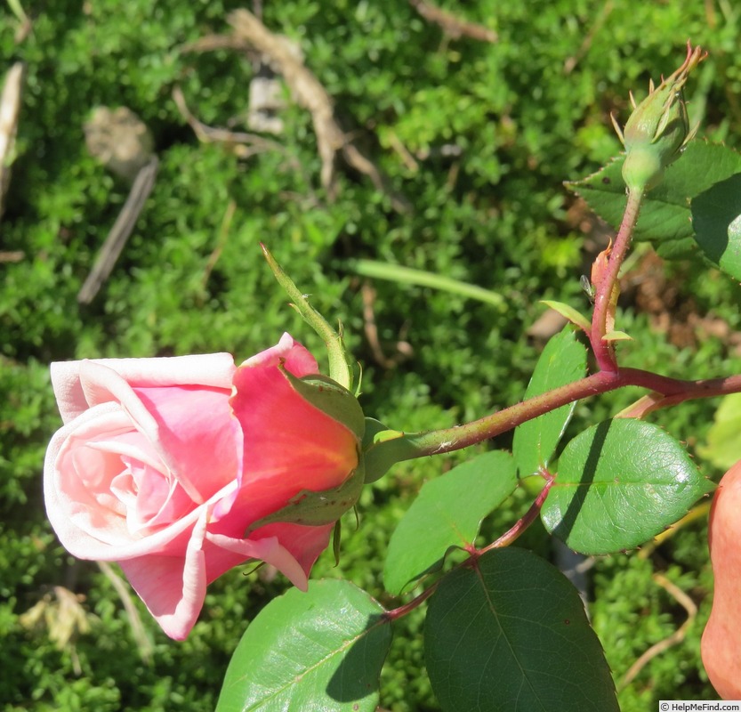 'John C.M. Mensing' rose photo