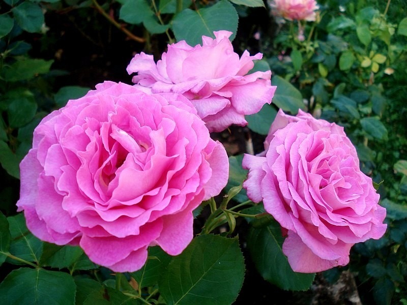 'Alterarosa ®' rose photo